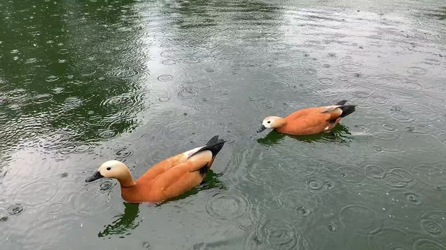 Two red ducks - ruddy Shelduck , Tadorna ferruginea, swimming on the lake. Spring, day. It is raining.