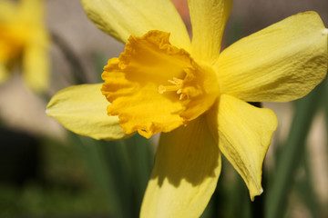 the yellow daffodils in the spring garden