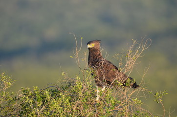 wild Raptor in savannah 