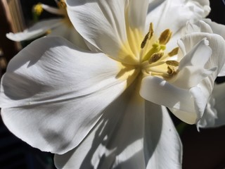 Kwiat Tulipan Blume Flower 