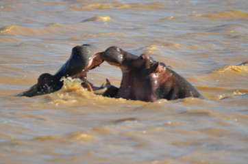 Fototapeta premium wild hippopotamus fighting in water