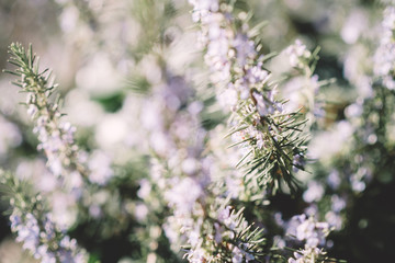 Close-up macro shot of fresh Rosemary branch Salvia rosmarinus flowers and branches bio organic culture in spring garden