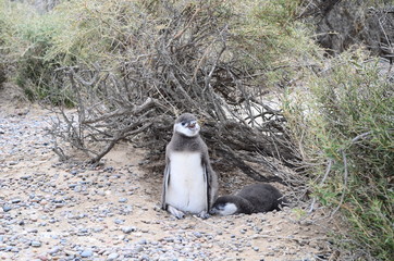 Punta Tombo - Patagonia Argentina