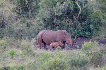 Naklejka na ściany i meble Rhino with baby in wild