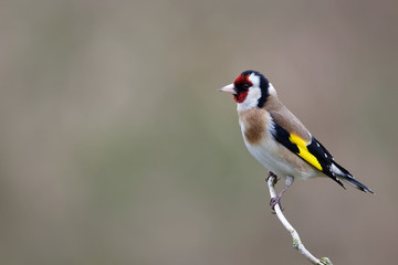 le chardonneret élégant