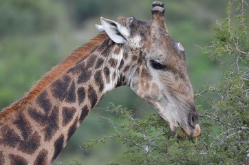 wild giraffe eating leaves