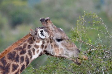 wild giraffe eating leaves