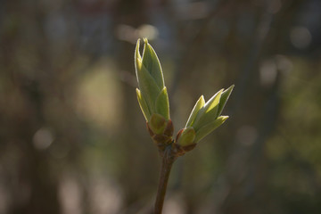 the green buds on the branches of tree in the spring garden