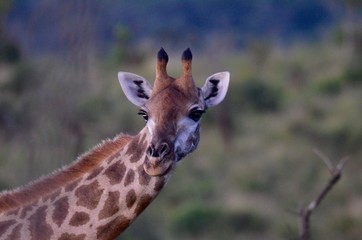 wild giraffe