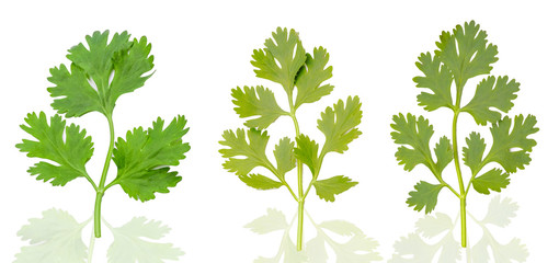 Fototapeta na wymiar Green fresh coriander leaves close-up, Flat lay (Top view) Vegetable concert, Corianders leaves isolated on white background - Clipping Path.