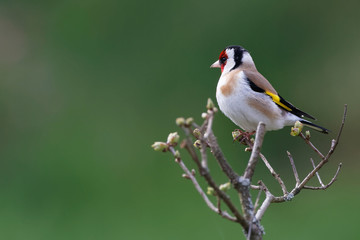 le chardonneret élégant