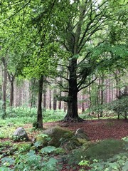 Wald, Baum, Rügen, Herbst, Buche, Grabstätte, Hünengrab, Sommer