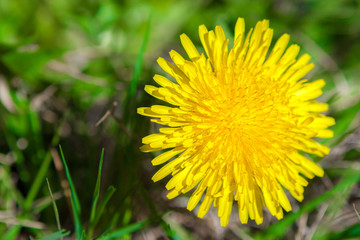 Dandelion flower close up