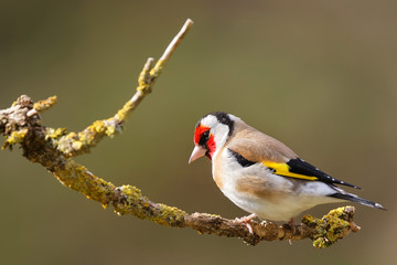le chardonneret élégant