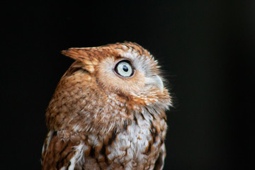 a little screech owl with copy space