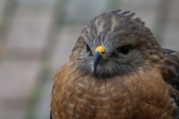 a red shouldered hawk