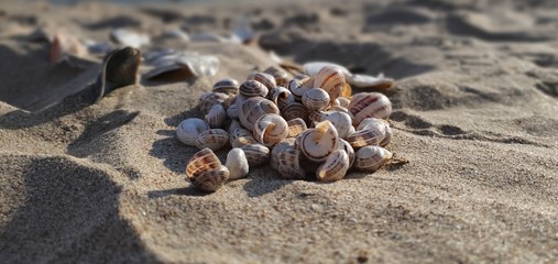 Snail shell on the beach