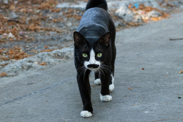 black and white cat on the ground, the cat has a mustache mark on his face. and he walked with...