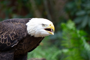 eagle screeching open mouthed