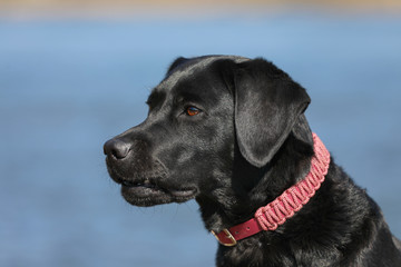 Junger schwarzer Labrador liegt in der Sonne am Fluss