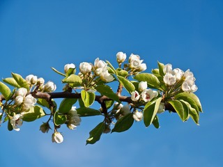 Blossoms of an apple tree with blue sky