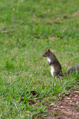 grey squirrel standing up