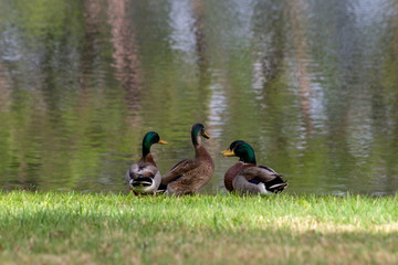 four birds hanging out