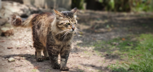 Maine coon