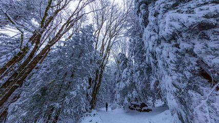 Fototapeta na wymiar Walking in a Snow Forest, Squak Mountain Fireplace Trail, Washington