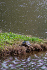 little turtle along the shoreline