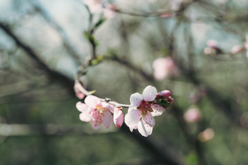 pink flower on a tree branch, blooming tree, blooming gardens in spring