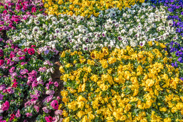 Fototapeta na wymiar different coloured pansies are planted in one meadow