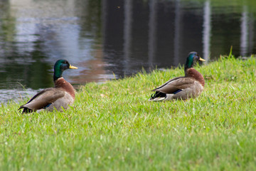 two mallard ducks