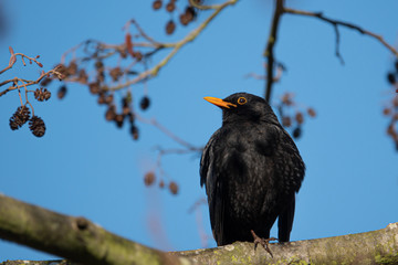 close up of a blackbird looking into the camera and the sky is blue