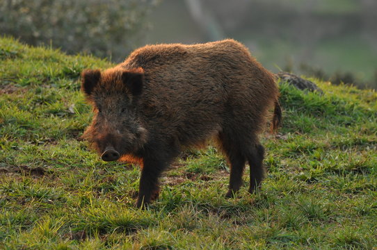 Jabali Bilder – Durchsuchen 304 Archivfotos, Vektorgrafiken und Videos ...