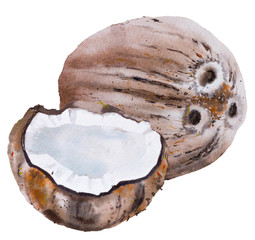 Watercolor coconut. Hand painted illustration isolated on white background