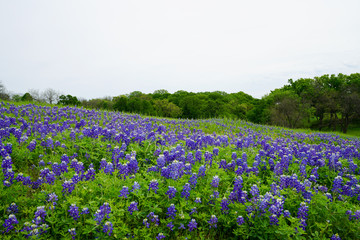 Hillside covered with Texas bluebonnet wildflowers in bloom