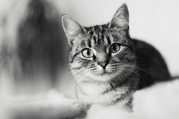 Black and white portrait of cat looking at camera.