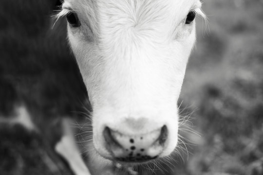 Close-up black and white portrait of baby cow.