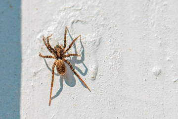  small brown hairy spider lurks on a white wall for prey