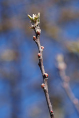 Frühlingserwachen im garten im münsterland
