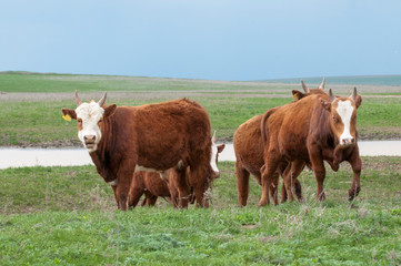 Fototapeta na wymiar Cattle,colloquially cows,are the most common type of large domesticated ungulates. They are a prominent modern member of the subfamily Bovinae, are the most widespread species of the genus Bos taurus.
