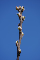 Frühlingserwachen im garten im münsterland