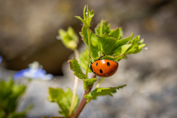 one  ladybird is on a green plant looking for food