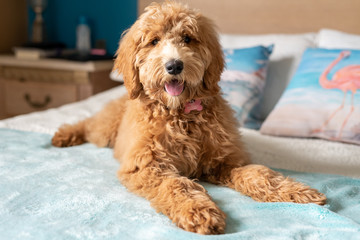 Goldendoodle puppy on bed