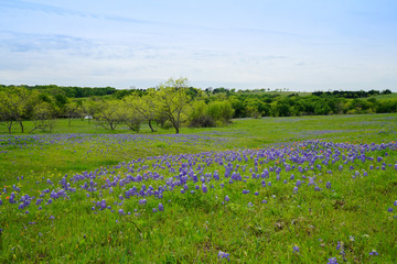 Wide open view of the Texas countryside with bluebonnet wildflowers in bloom during spring season.  © Nicholas & Geraldine