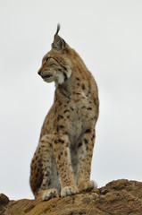 Lince
