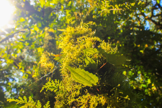 Life In The Trunks, Costa Rican Jungle