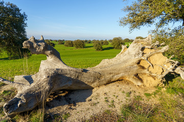 tree trunk in the front with meadow landscape with trees and green grass