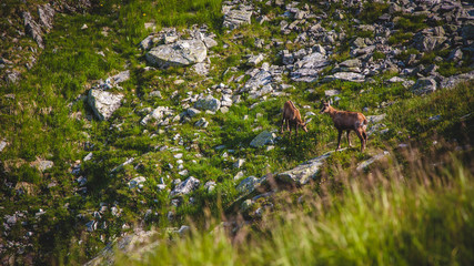 Chamois feeding in Tatra Mountains